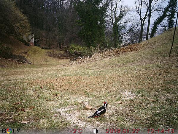 Scout 18MP Trail Camera | SD Card Included