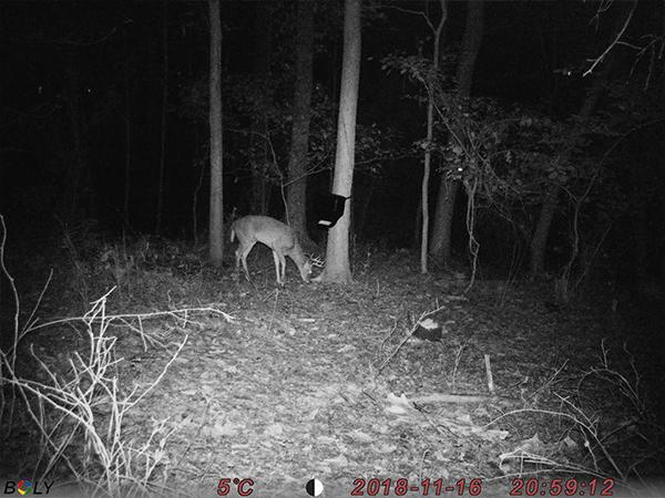 Scout 18MP Trail Camera | SD Card Included