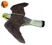 Flying Kestrel